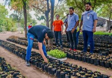 Trasplantan 4 mil plantas y limpian el vivero de Salvador Alvarado