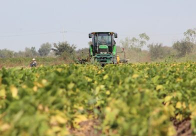 Aumento de terrenos ociosos en Sinaloa por falta de rentabilidad en el sector agrícola