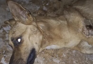 Perro con signos de tortura lucha por su vida; Fundación Mayla denuncia más casos de maltrato en la región del Évora