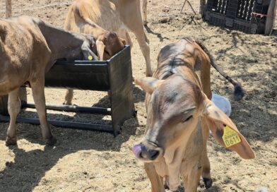 Ganaderos de Guamúchil se preparan previo a meses críticos por estiaje