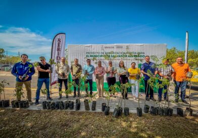 Siembran 200 árboles en la presa Eustaquio Buelna para hacer más verde a Salvador Alvarado