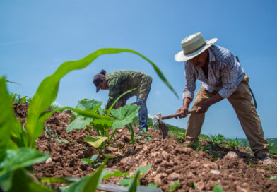 Crisis agrícola amenaza con dejar más de 250 mil hectáreas sin sembrar en Sinaloa