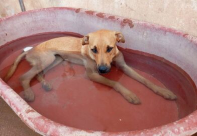 El calor también amenaza a las mascotas: estos son los signos de un posible golpe de calor